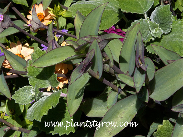 Growing in full sun with the fuzzy leaves of a Plectranthus and some Zinnia in the background.